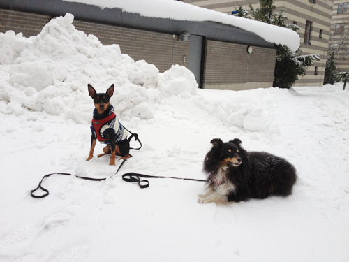 Använd sunt förnuft och utgå från dig själv när du ska ut och promenera och göra bus med din hund i vinter. Foto: Shutterstock